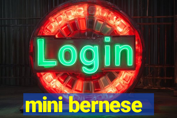mini bernese